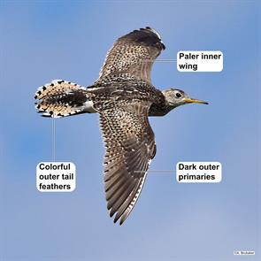 upland.sandpiper.yellowstone.mt.2022.07.05.aidan.brubaker.ML471239611.jpg