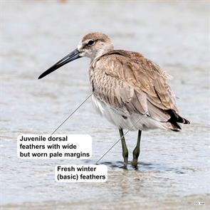 western.willet.broward.fl.2017.08.20.david.hall.ML66666241.jpg