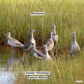 eastern.willets.whimbrels.greater.yellowlegs.barnstable.2020.09.17.alan.kneidel.ML263528691.whim.jpg