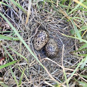 wilsons.phalarope.eggs.carbon.wy.2024.07.03.jason.beason.ML621110524.jpg