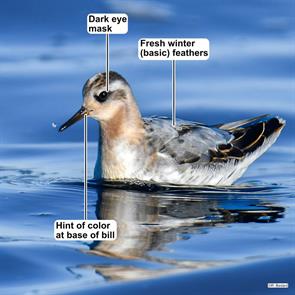 red.phalarope.saguenay.2025.09.21.lauraent bedard.ML642245039.jpg