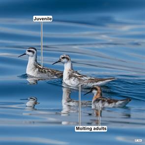 red-necked.phalaropes.kyongsangbuk-do.s.korea.2025.08.15.fran.kim.ML640460127.jpg
