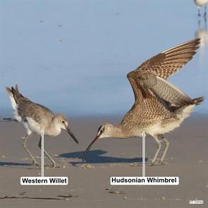 whimbrel.western.willet.worcester.md.2024.07.27.tim.carney.ML621960916.jpg