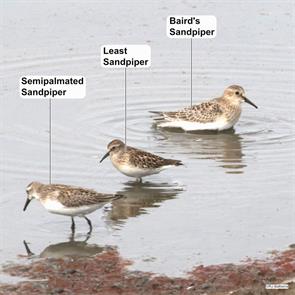 bairds.sandpiper.least.sandpiper.semipalmated.sandpiper.whiteman.wa.2023.09.01.rj.baltierra.ML629023359.jpg