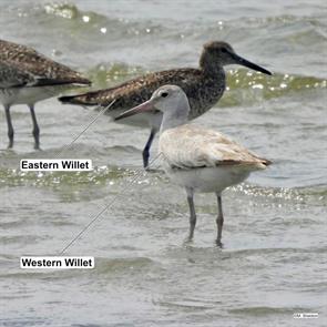 willets.minimoy.2024.07.22.martha.sheldon.ML621811008.eawi.jpg