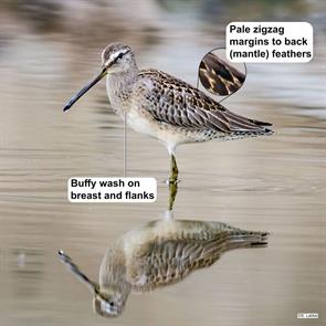 long-billed.dowitcher.quebec.2016.09.28.suzanne.labbe.ML624633862.jpg