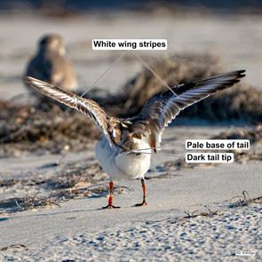 piping.plover.franklin.fl.2025.02.17.dori.eldridge.ML630960161.jpg