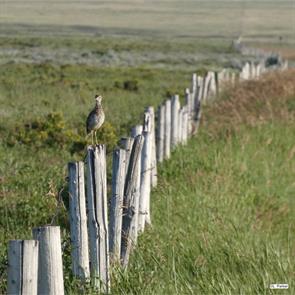 upland.sandpiper.medicine.hat.alberta.2022.07.31.lucie.parker.ML471883751.jpg