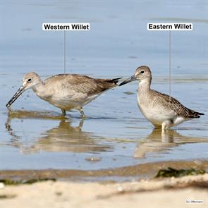 western.willet.eastern.willet.monomoy.nwr.2023.08.12.jeffrey.offermann.ML603031281.wewi.jpg