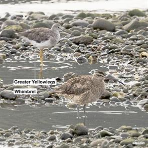 whimbrel.greater.yellowlegs.los.lagos.chile.2024.11.07.stephen.wittkamp.ML627681697.jpg