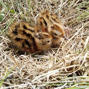 wilsons.phalarope.chicks.jackie.jacobson.north.dakota.2012.06.27.jpg
