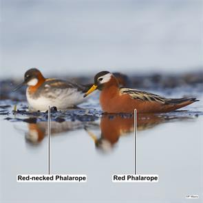 red.phalarope.red-necked.phalarope.nome.ak.2025.06.06.paul.maury.ML640745084.jpg
