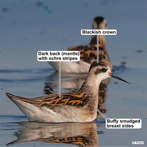 red-necked.phalaropes.whatcom.wa.2025.08.24.eric.ellingson.ML640826230.jpg