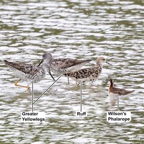greater.yellowlegs.ruff.wilsons.phalarope.reifel.sanctuary.vancouver.2025.07.18.peter.candido.ML639082046.jpg