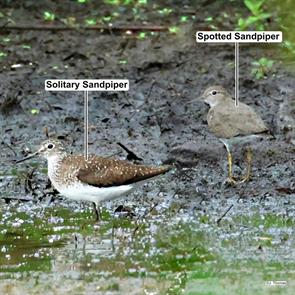 solitary.sandpiper.spotted.sandpiper.horn.pond.woburn.ma.2024.07.13.jeffrey.thomas.ML621652429.jpg
