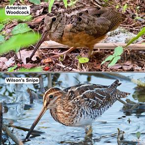 wilsons.snipe.sarasota.fl.2018.02.26.larry.masters._Q0I4147c.american.woodcock.acadia.2025.09.10.anon.ML642768017.amwo.jpg