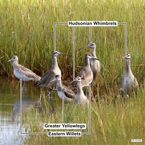 eastern.willets.whimbrels.greater.yellowlegs.barnstable.2020.09.17.alan.kneidel.ML263528691.whim.jpg