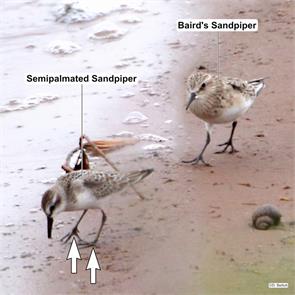 bairds.sandpiper.semipalmated.sandpiper.lincoln.wi.2023.08.11.daniel.bellich.ML630525917.jpg