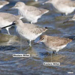 willets.atlantic.nj.2011.10.15.samual.paul.galick.ML78138741.eawi.jpg