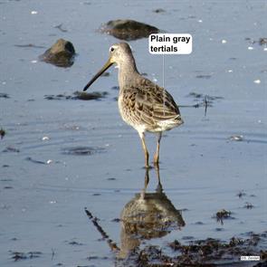 long-billed.dowitcher.arlington.reservoir.2014.10.15.IMG_6299.jpg