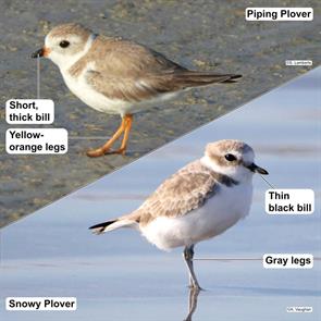 snowy.plover.se.rim.sp.2023.10.24.ann.vaughan.piping.plover.lee.fl.2025.02.28.susan.lamberts.jpg
