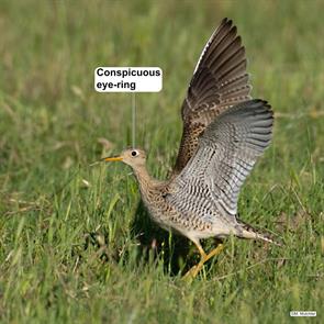 upland.sandpiper.bell.tx.2019.04.14.marky.mutchler.ML151144551.jpg