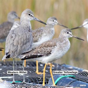 western.willet.greater.yellowlegs.nauset.marsh.2021.10.03.nick.tepper.ML375170291.wewi.jpg