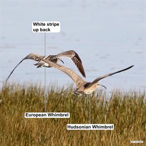 whimbrels.cantabria.spain.2018.01.12.delfin.gonzalez.ML626646894.jpg