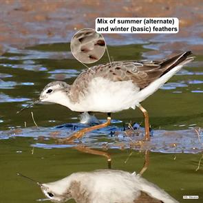 wilsons.phalarope.kings.nova.scotia.2023.08.01.guy.stevens.ML626882723.jpg