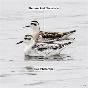red.phalarope.red-necked.phalarope.lac-saint-jean-est.quebec.2024.09.09.yannick.fleury.ML623538277.jpg