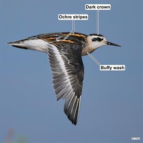 red-necked.phalarope.canakkale.turkey.2025.08.23.cenk.polat.ML640748177.jpg