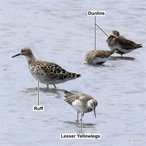 ruff.lesser.yellowlegs.dunlins.plum.island.2024.05.06.margo.goetschkes.3Q6A7027.jpg