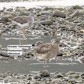 whimbrel.greater.yellowlegs.los.lagos.chile.2024.11.07.stephen.wittkamp.ML627681697.jpg