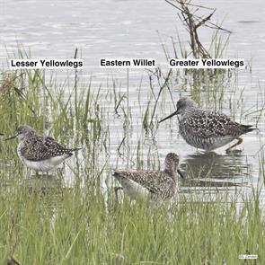greater.yellowlegs.lesser.yellowlegs.willet.brigantine.2023.05.04.P1060729.eawi.jpg