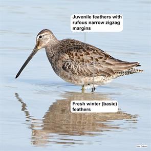 long-billed.dowitcher.toronto.2024.10.21.mc.coburn.ML625264835.jpg