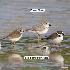 piping.plover.semipalmated.plovers.isla.mujeres.quintana.roo.mx.2025.01.16.lugo.castellano.hernandez.ML631018809.jpg