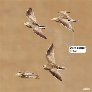 upland.sandpipers.harris.tx.2022.04.10.james.rieman.ML442891851.jpg