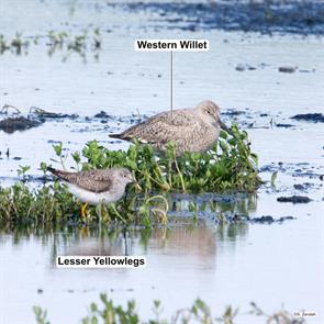 western.willet.lesser.yellowlegs.hornsby.bend.2024.04.21.P1400317.jpg