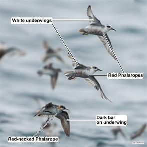red-necked.phalarope.red.phalaropes.bay.of.fundy.2025.07.31.martin.stelbrink.ML639661980.reph.jpg