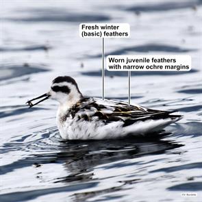 red-necked.phalarope.quabbin.res.2025.09.01.valerie.burdette.DSC_0128.jpg
