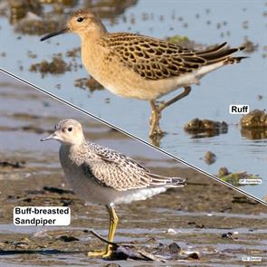 reeve.suffolk.england.2025.07.31.peter.kennerley.ML639632810.buff-breasted.sandpiper.nahant.2016.09.02.jpg