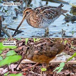 wilsons.snipe.sarasota.fl.2018.02.26.larry.masters._Q0I4147c.american.woodcock.acadia.2025.09.10.anon.ML642768017.wisn.jpg