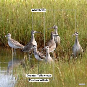 eastern.willets.whimbrels.greater.yellowlegs.barnstable.2020.09.17.alan.kneidel.ML263528691.eawi.jpg