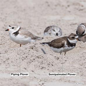 piping.plovers.semipalmated.plover.crandon.park.miami.2024.04.04.mark.stephenson.ML631577628.jpg