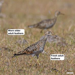 upland.sandpiper.salto.uruguay.2021.12.30.amed.hernandez.ML401434561.jpg