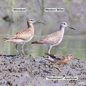 western.willet.whimbrel.hendersoni.dowitcher.northampton.va.2023.08.01.mario.balitbit.ML599817441.wewi.jpg