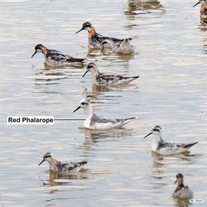 red.phalarope.red-necked.phalaropes.davis.ut.2025.07.29.mckay.olson.ML639618520.jpg