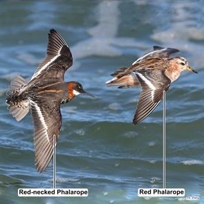 red-necked.phalarope.red.phalarope.nauset.beach.2023.05.01.sam.zhang.IMG_8140.jpg