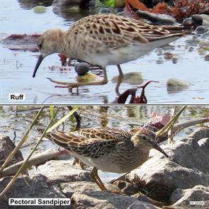 ruff.winthrop.beach.2025.07.01.chris.floyd..pectoral.sandpiper.bear.creek.2014.10.28.IMG_0073.jpg