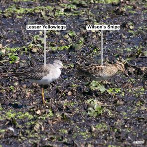 wilsons.snipe.lesser.yellowlegs.arl.res.2021.10.08.P2910067.jpg
